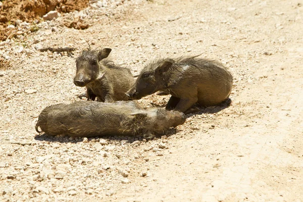 Jovem warthog deitado em uma estrada empoeirada — Fotografia de Stock