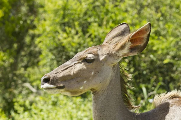 Kudu jovem caminhando através de arbusto grosso — Fotografia de Stock