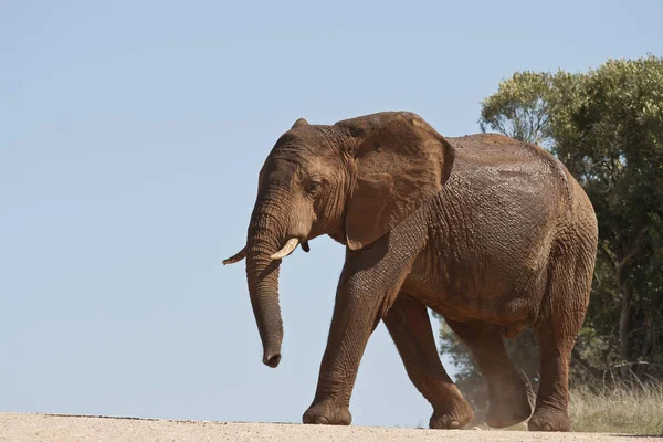 Elefante grande cruzando un camino de grava — Foto de Stock