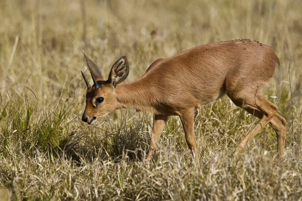 Duiker antelope wandelen door droog gras — Stockfoto