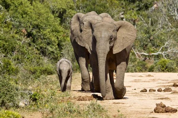 Elefanter och deras unga på en grusväg — Stockfoto