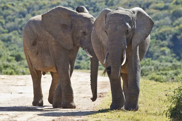 Δύο νέοι ελέφαντες περπάτημα κατά μήκος ενός δρόμου χαλίκι — Φωτογραφία Αρχείου