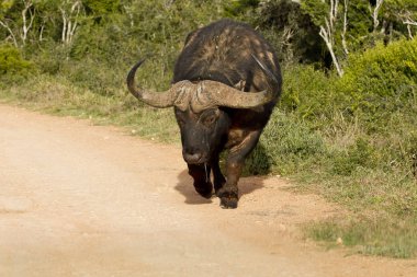 Genç Afrika manda tozlu çakıl yol yürüyüş