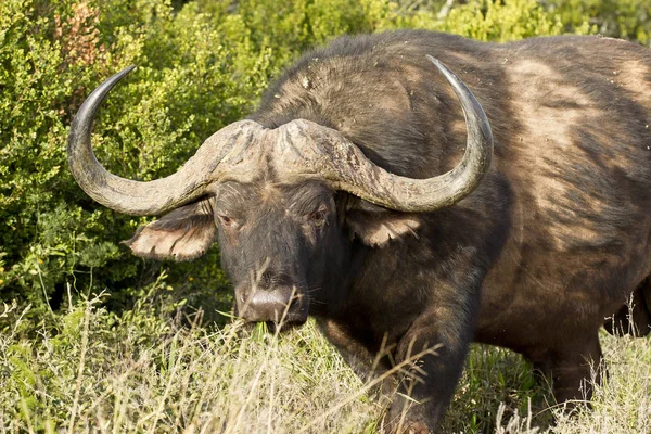 Búfalo africano caminando por hierba larga — Foto de Stock