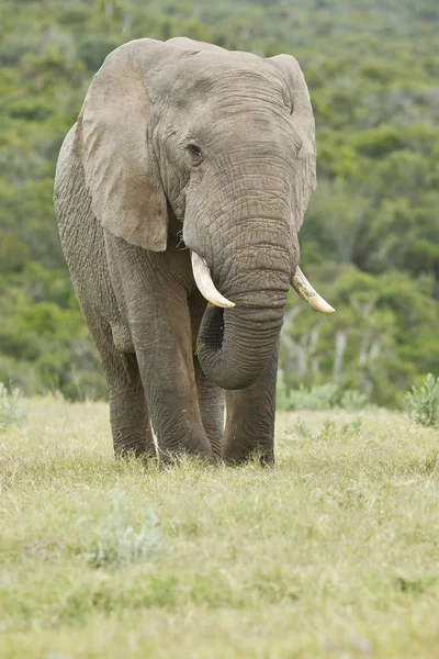 Enorme elefante africano de pé e comendo grama — Fotografia de Stock