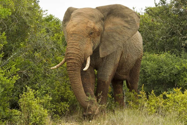 Large African elephant walking through thick bush — Stock Photo, Image