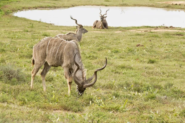 Samec Kudu jíst trávu vedle vodní překážku — Stock fotografie
