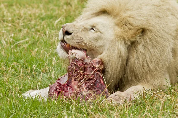 Кормление белого льва — стоковое фото