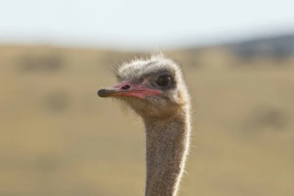 Male ostrich portrait — Stock Photo, Image