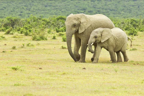 Mãe e jovem elefante africano caminhando para um buraco de água — Fotografia de Stock