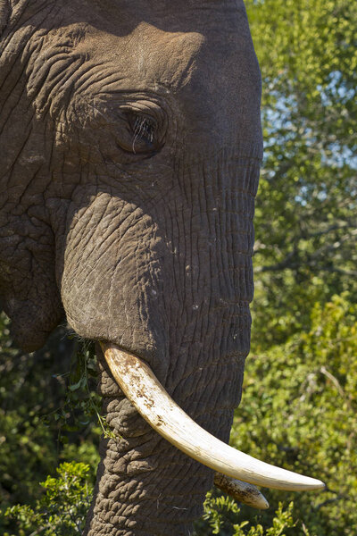 Portrait of a large male elephant chewing walking through thick bush
