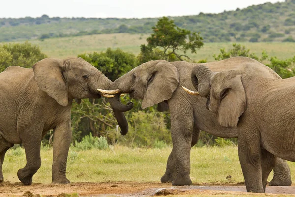 Três elefantes africanos em um buraco de água — Fotografia de Stock