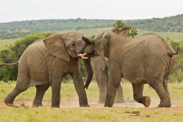 Two African elephants playing at a water hole — Stock Photo, Image