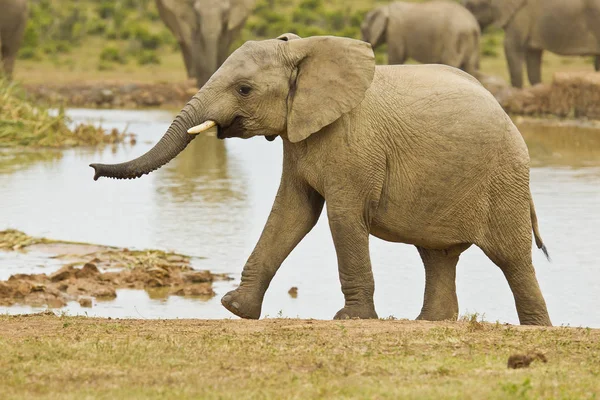 Afrikanischer Elefant klettert aus einem Wasserloch — Stockfoto