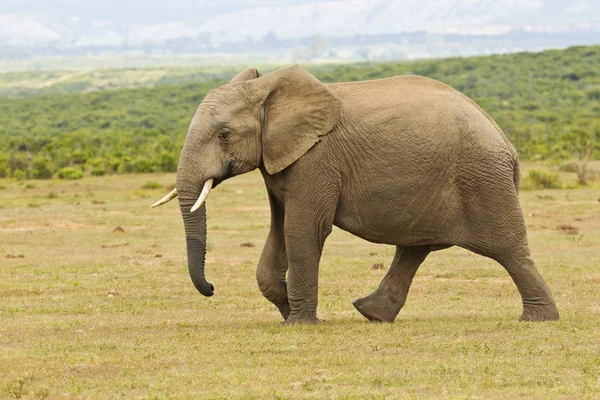 Unga afrikanska elefanten promenader på egen hand — Stockfoto