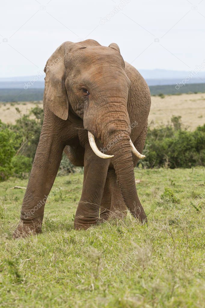 Huge African elephant pulling out grass with its trunk