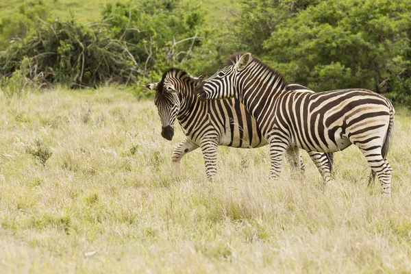 Cebras jugando en un campo de hierba larga — Foto de Stock