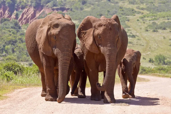 Olifant familie wandelen op een onverharde weg — Stockfoto