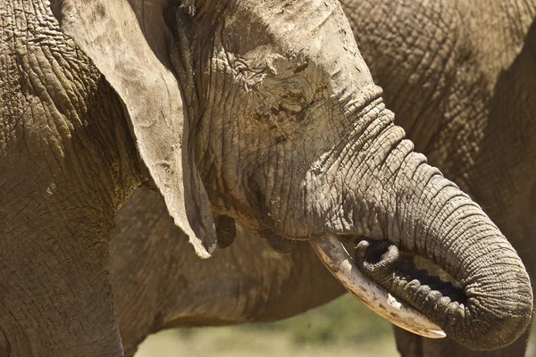 Африканский слон стоял с головой, покрытой грязью — стоковое фото