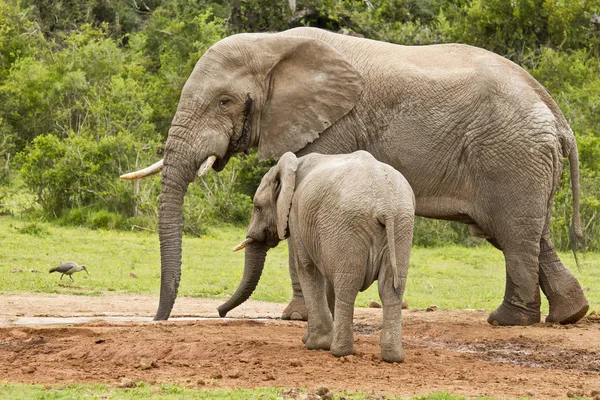 African elephant male standing at a water hole with its young — Stock Photo, Image