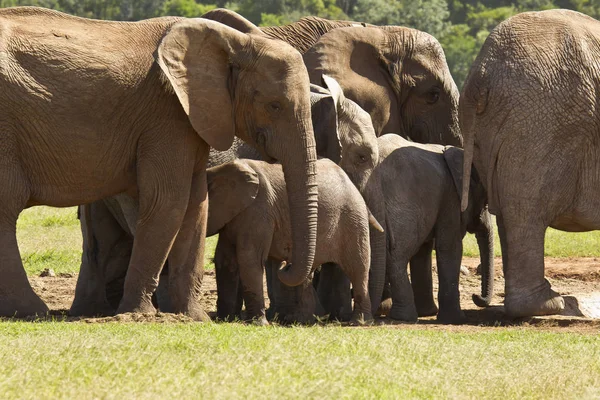 Stor familj av elefanter som står vid ett vattenhål — Stockfoto