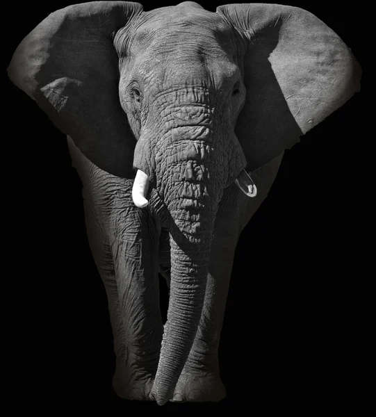 巨大なアフリカ象の肖像画 ロイヤリティフリーのストック写真