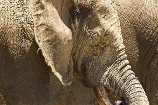 泥に覆われて大きなアフリカ象 — ストック写真