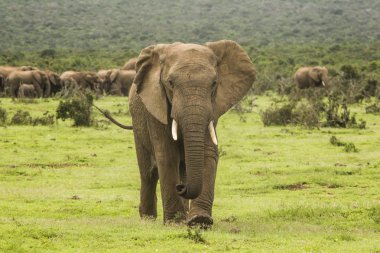 Kameranın doğru yürüyüş Afrika fili