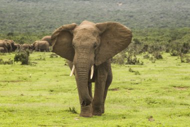 Afrika fili gösteren saldırganlık
