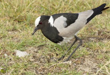 Yumurta ile demirci cılıbıt