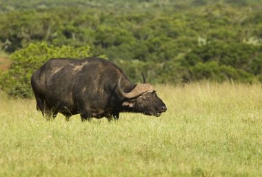 Buffalo ayakta otlatma 