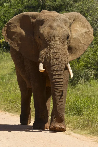 Afrikansk elefant går på en grusväg — Stockfoto