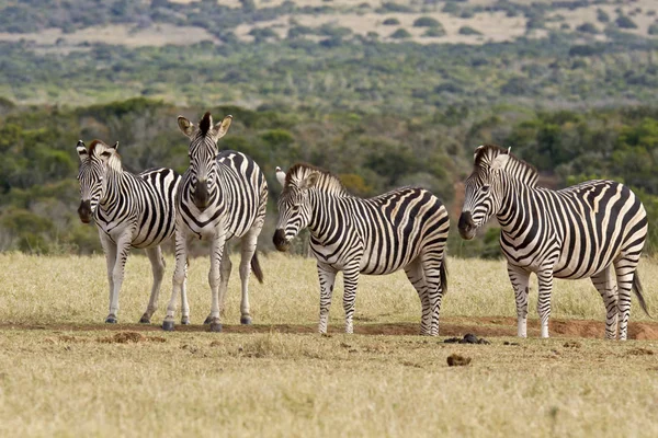 Família de zebras em pé e descansando em um buraco de água seca — Fotografia de Stock