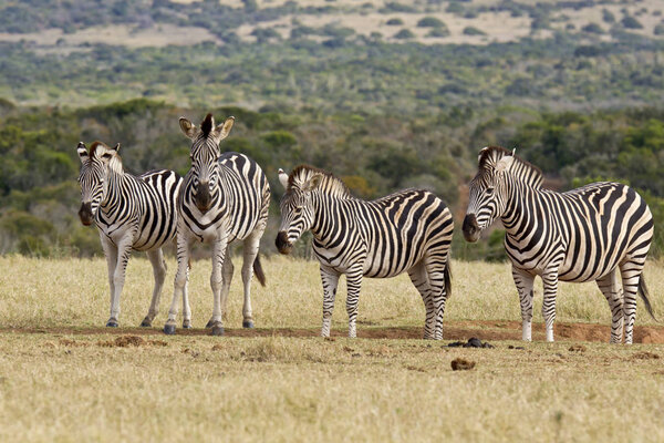 Family of zebras standing and resting at a dry water hole on a hot summers day