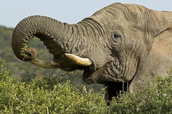 Enormi elefanti in piedi e raccogliendo foglie con il suo tronco — Foto Stock