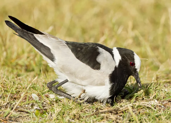 Yumurta üzerinde oturan demirci cılıbıt