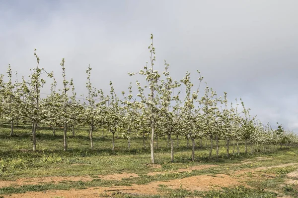 Blommor på träd i en äppelodling — Stockfoto