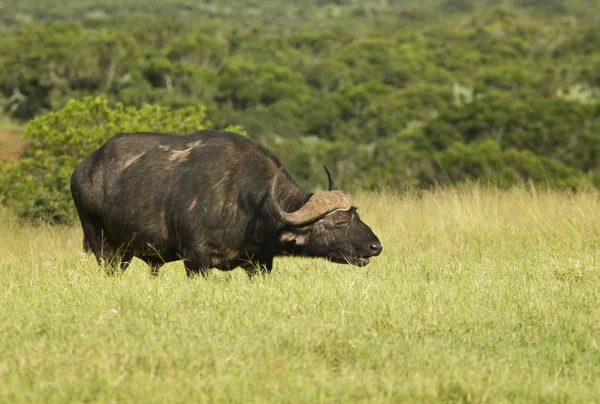 Buffalo ayakta otlatma — Stok fotoğraf