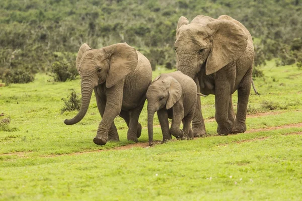 Familia de elefantes en un camino — Foto de Stock