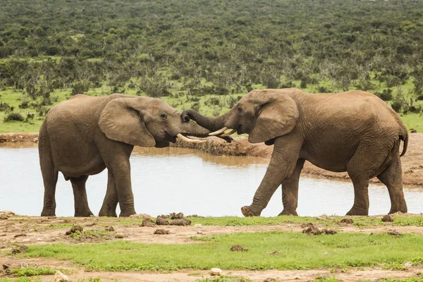 Δύο ελέφαντες σε μια τρύπα του νερού — Φωτογραφία Αρχείου