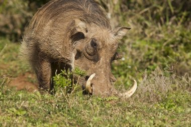 Warthog büyük dişleri ile