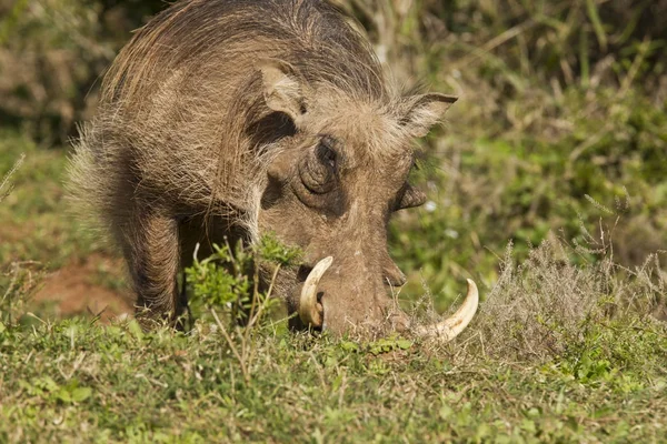 Warthog büyük dişleri ile — Stok fotoğraf