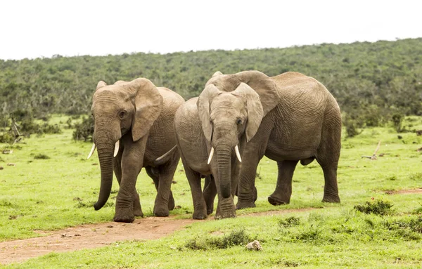 Três elefantes caminhando em um caminho — Fotografia de Stock