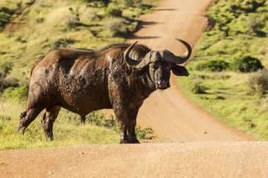 Bir çakıl yol üzerinde büyük Afrika manda duran
