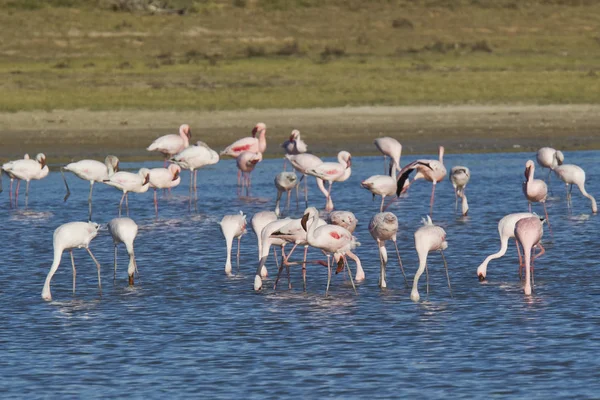 Flamingos feeding in a river estuary