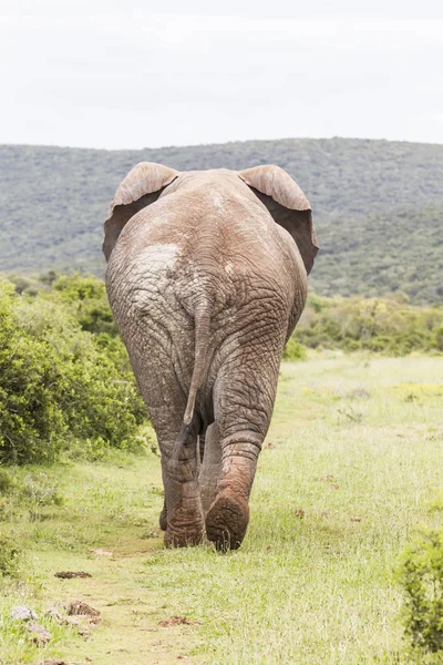 Gran elefante africano alejándose de la cámara — Foto de Stock