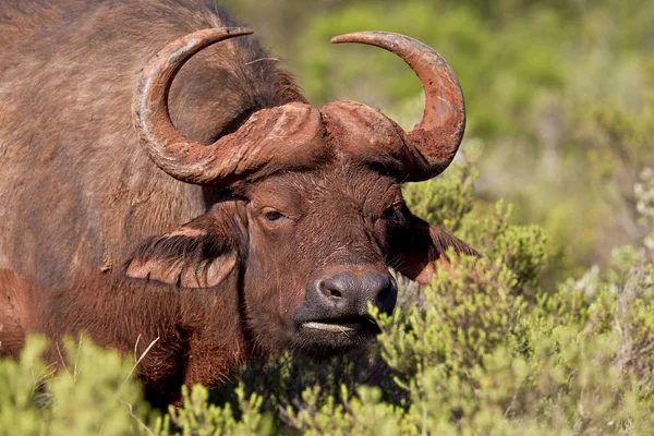 Búfalo hambriento de pie y masticando hierba — Foto de Stock