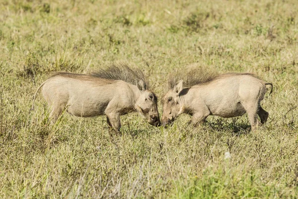 Dois jovens warthogs brincando na grama longa — Fotografia de Stock