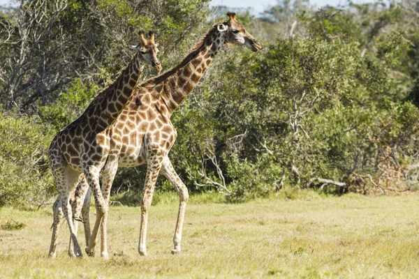 Girafa andando através de grama curta — Fotografia de Stock