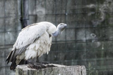 bir ağaç kütüğü çevresi etrafa süre oturan cape akbaba